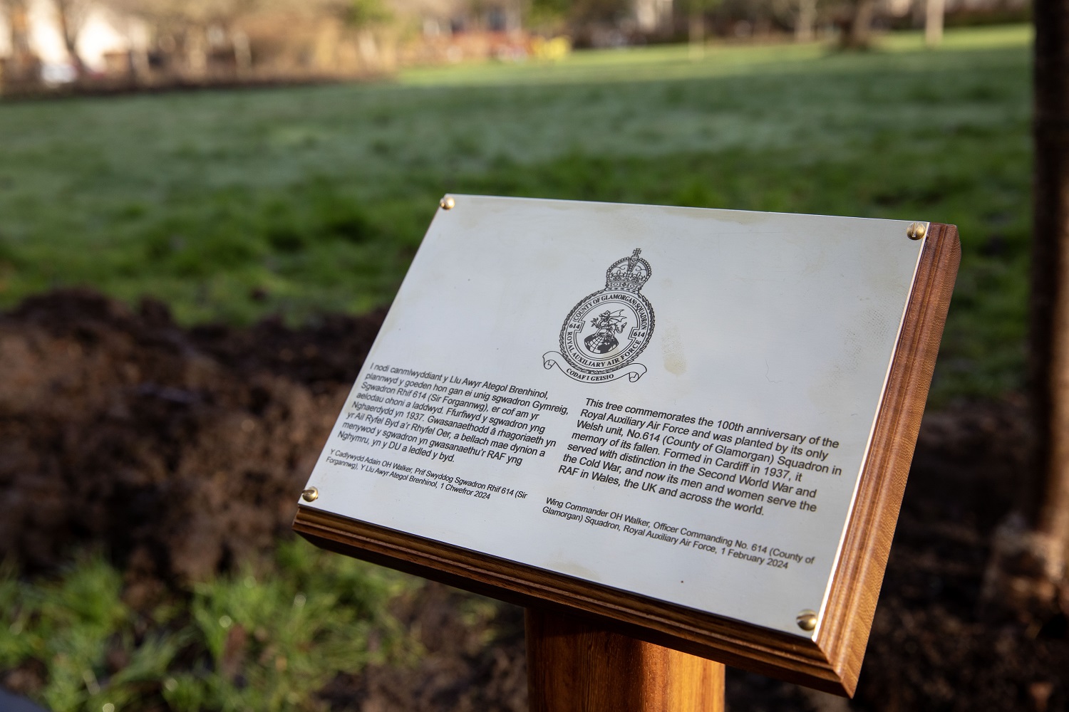 Photo: The plaque for the memorial tree.